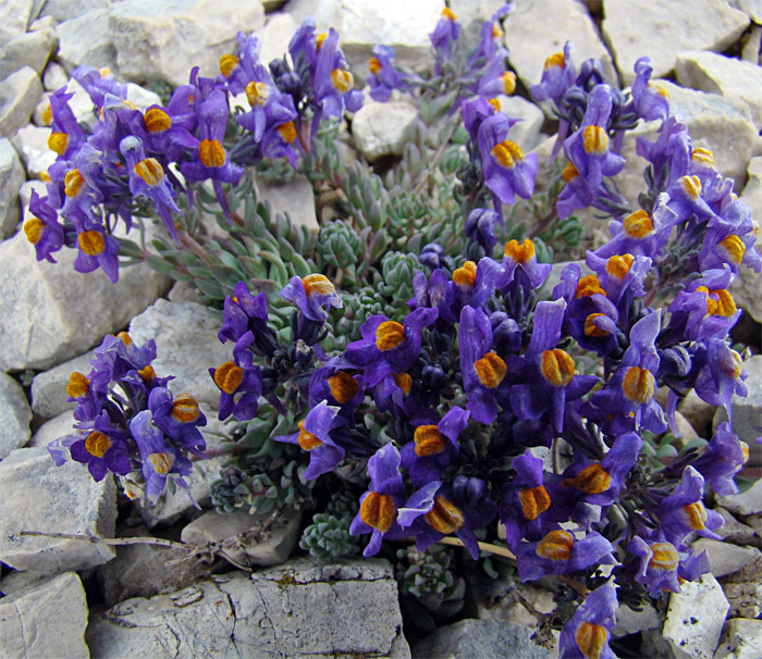 Linaria alpina